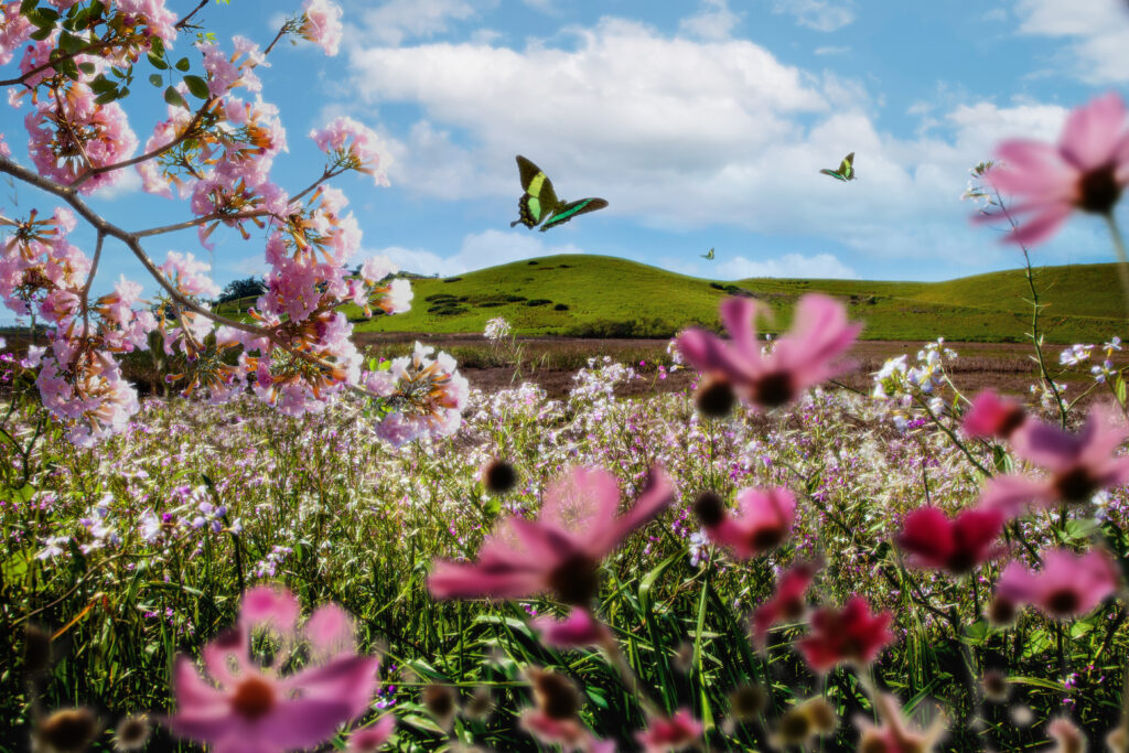 The Top 10 Wildflower Seeds for a Vibrant Garden